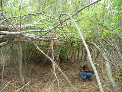 Alleged sasquatch nest.