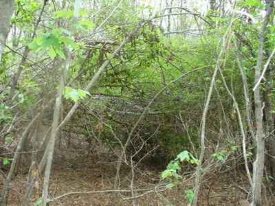 Back side of alleged sasquatch nest.