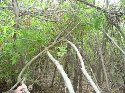 Alleged sasquatch nest structure.