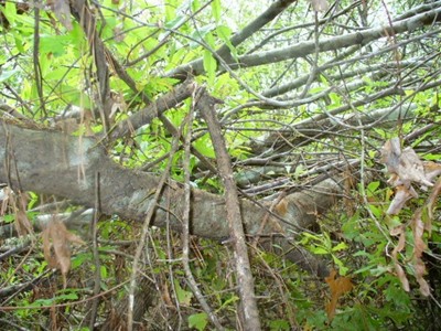 Top of alleged sasquatch nest.