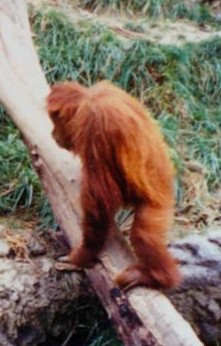 The witness reported seeing something similar to this orangutan, but much larger.