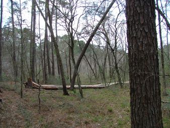 The area where the witnesses found the alleged nest.