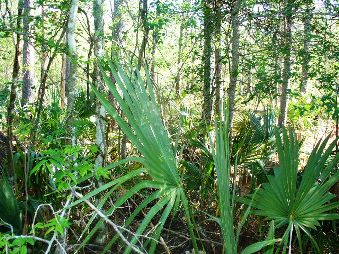 Dwarf palmettos and thick underbrush in the surrounding forest.