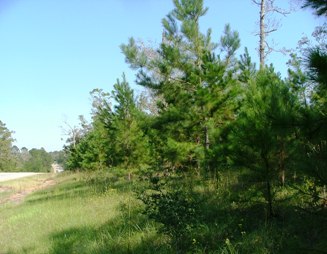 The subject reportedly crossed over the highway to this side and likely would have continued into these young pines.