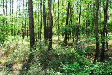In the area is abundant hardwood-pine forest.