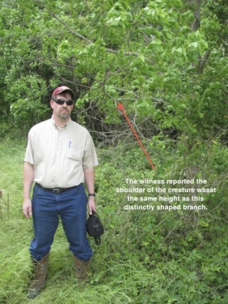 TBRC Investigator Tod Pinkerton stands in for comparison purposes.  The subject's shoulder was level with the small branch, indicating that it was at least one foot taller than the six-foot-one-inch Pinkerton.