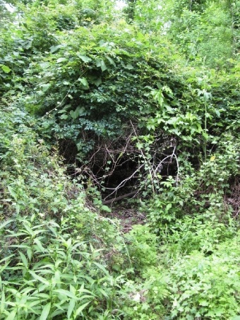 The immediate area is replete with wildlife sign, such as this den.