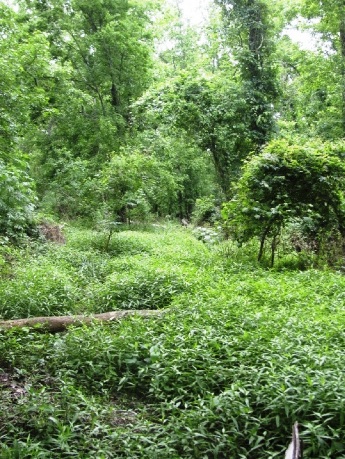 The area has abundant wildlife trails and ground cover vegetation.