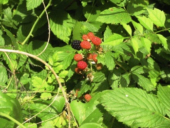 The area offers nutritious, succulent, tasty blackberries in abundance.