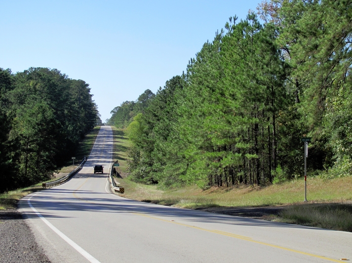 The view from the highway of the Big Thicket.