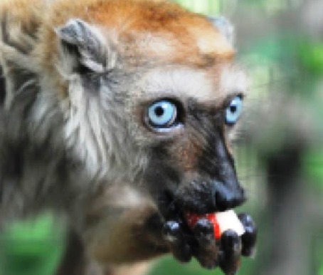 The blue-eyed, black lemurâ€”also known as Sclaterâ€™s lemurâ€”is one of the few species of primate known to exhibit light-colored eyes.