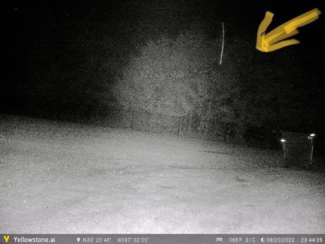 stick caught being thrown on witness' trail-cam