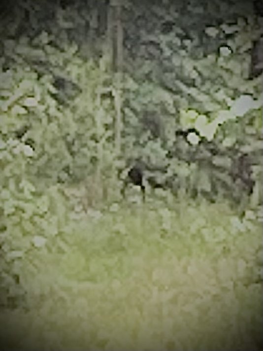 Zoomed and enlarged